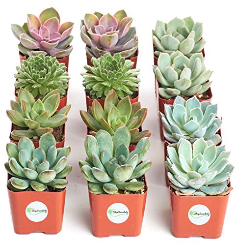 Product Cover Shop Succulents | Radiant Rosette Collection of Live Succulent Plants, Hand Selected Variety Pack of Mini Succulents | Collection of 12