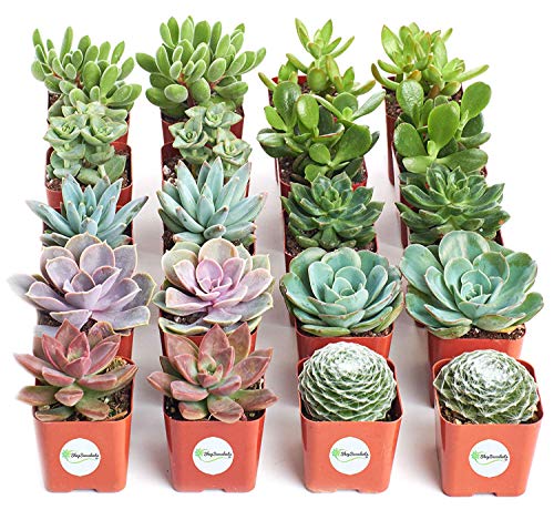 Product Cover Shop Succulents | Assorted Collection of Live Succulent Plants, Hand Selected Variety Pack of Mini Succulents | Collection of 20