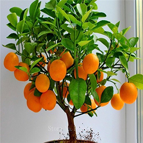 Product Cover Cheap! Fruit seeds Orange Tree Seeds DWARF WASHINGTON NAVEL Grow Indoors or Outdoors 30pcs