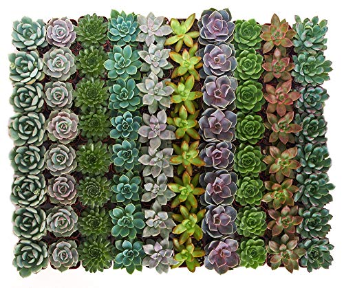 Product Cover Shop Succulents Rosette Succulent (Collection of 64)