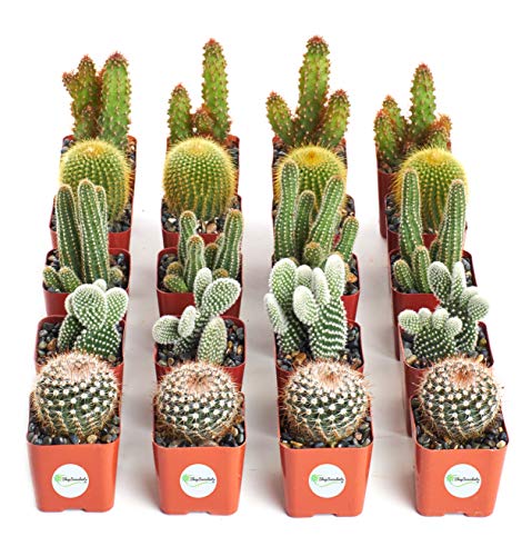 Product Cover Shop Succulents Cool Cactus Live | Hand Selected for Health, Size | Assorted Pack of Cacti | Collection of 20