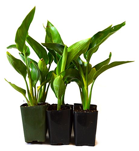 Product Cover 9Greenbox Live Plants, Orange Bird of Paradise, 4 Pound (Pack of 6) Live Plant Ornament Decor for Home, Kitchen, Office, Table, Desk - Attracts Zen, Luck, Good Fortune - Non-GMO, Grown in the USA