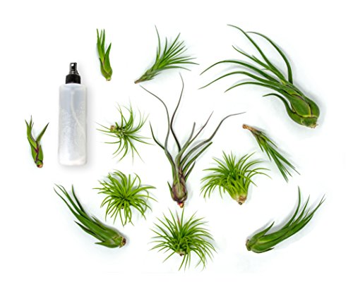 Product Cover 12 Live Air Plant Variety Pack | Large Tillandsia Terrarium Kit with Spray Bottle Mister for Water / Fertilizer | Assorted Species