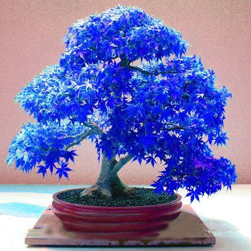 Product Cover 20pcs Purple blue Ghost Japanese Maple Tree, (Acer Palatum),bonsai flower seeds,tree seeds,potted plant for home & garden by SVI