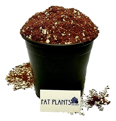 Product Cover Fat Plants San Diego Premium Organic Cacti and Succulent Soil with Nutrients