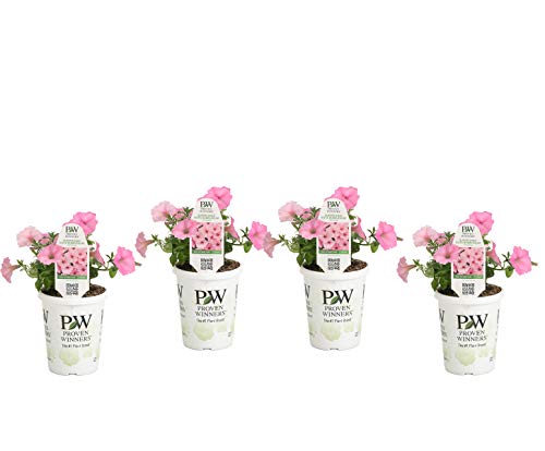 Product Cover Proven Winners SUPPRW4007524 Petunia Supertunia Vista Bubblegum, Live Plant, 4-pack 4.25 in. Grande, Pink Flowers