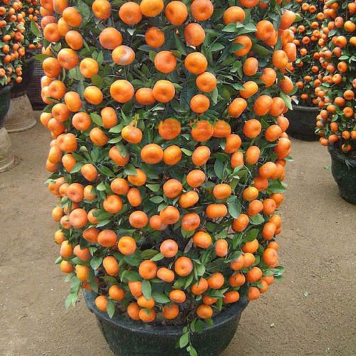 Product Cover Mandarin Orange Dwarf Seeds Indoors Outdoors Fruit Tree Seeds 30pcs+ A01