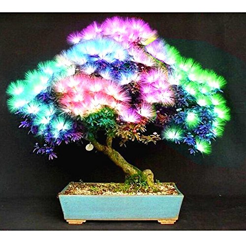 Product Cover 20 pcs Bonsai Albizia Flower Seeds Called Mimosa Silk Tree Seed Rare Garden Potted Plants Rainbow Flowers Pot diy plant gift Multi-Colored