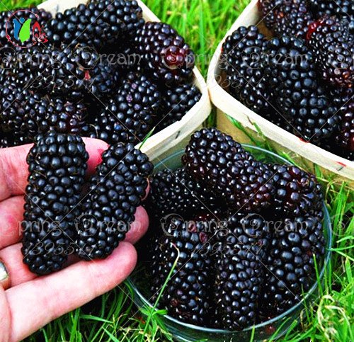 Product Cover 200/Heirloom Blackberry Seeds Sweet Black Berry Giant Blackberries Triple Crown Blackberry Black Mulberry Seeds Fruit Seeds