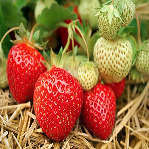 Product Cover Seascape Beauty Everbearing 25 Live Strawberry Plants, Non GMO, by Hand Picked Nursery.