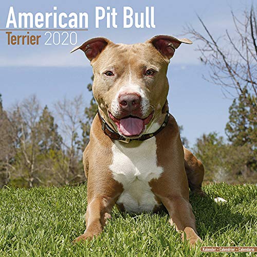 Product Cover American Pit Bull Terrier Calendar 2020 - Dog Breed Calendar - Wall Calendar 2019-2020