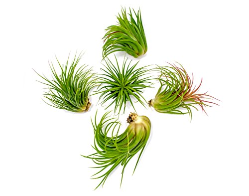 Product Cover 5 Large Ionantha Tillandsia Air Plant Pack - Each 2 to 3.5 Inches Long - Live Tropical House Plants for Home Decor - Indoor Terrarium Air Plants