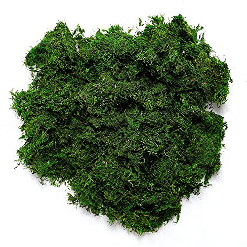 Product Cover Byher 92926 Preserved Forest Moss, Fresh Green (8OZ)