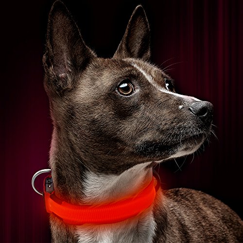 Product Cover Illumifun LED Dog Collar, USB Rechargeable Light Up Dog Collar, Adjustable Glowing Dog Collar Make Your Small Dog Safe& Seen in The Dark(Red, Small)