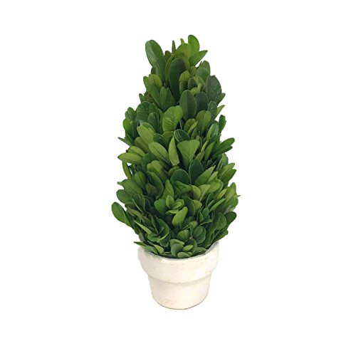 Product Cover COCOMIA Preserved Boxwood Tree with Small Pot - Natural Indoor Greenery, Simple Care, 2.4