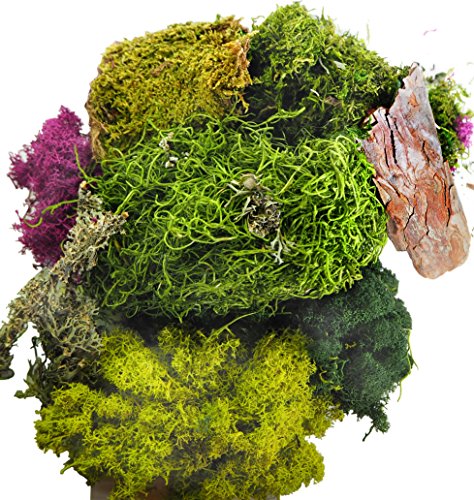 Product Cover TerraGreen Creations Moss Fairy Garden and Succulent Terrarium Accent Pack - Several Moss Types - Bark - Mini Figures