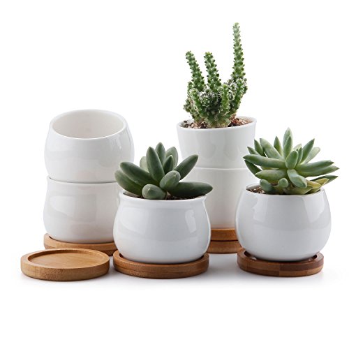 Product Cover T4U 2.5 Inch Small White Succulent Planter Pots with Bamboo Tray Set of 6, Round Cactus Plant Holder Container for Home Office Table Desk Decoration Gift for Mom Aunt Sister Daughter Gardener