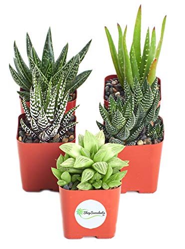 Product Cover Shop Succulents | Alluring Collection of Live, Hand Selected Variety Pack of Mini 5 Different Aloe Plants in 2