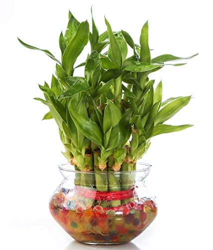 Product Cover Zaavic 2 Layer Lucky Bamboo Plant with Big Round Glass Bowl and Colored Jelly Balls (Green)
