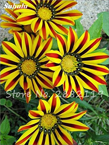 Product Cover Mixed Giant Sunflower Seeds 20 Pcs Russian Sunflower Seeds Helianthus Annuus Ornamental Bonsai For Home & Garden Planting 23