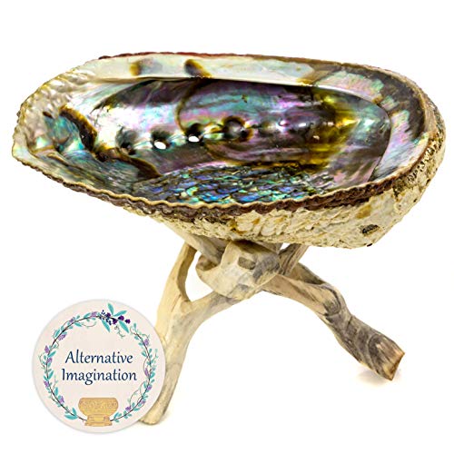 Product Cover Alternative Imagination Hand Selected Premium Abalone Shell with Stained Wooden Cobra Stand
