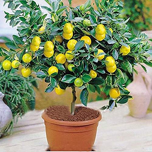 Product Cover M-Tech Gardens Rare Exotic Tropical Fruit Meyer Lemon Dwarf Citrus Plant (1 Healthy Live Seedling Plant)