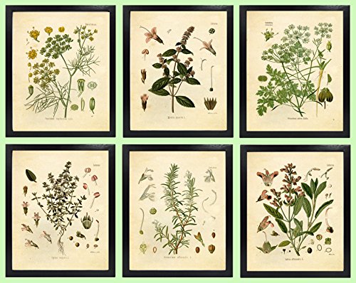 Product Cover Ink Inc. Set of 6 Herb Botanical Prints, Unframed, 8x10 inch Matte, Thyme, Mint, Rosemary, Parsley, Sage, Fennel