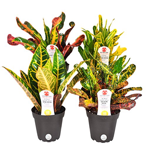 Product Cover Costa Farms Exotic Angel Croton Live Indoor Plant, Grower's Choice Assortment, 4-Pack