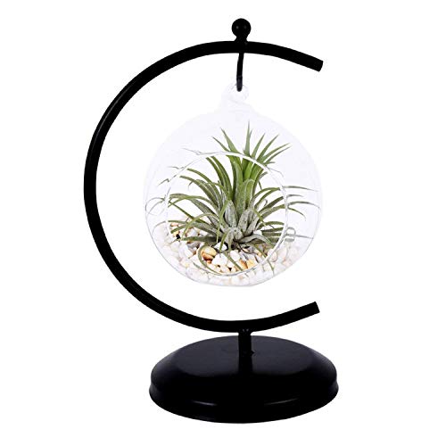 Product Cover AUTOARK Glass Vase Plant Terrarium with Black Metal Stand,Ornament Display Stand,Office Desktop Potted Stand,Home & Office Decor Accent,1 Globe,APT-001