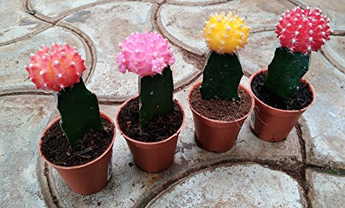 Product Cover CAPPL Moon Small Cactus (Multicolour) - Pack of 4