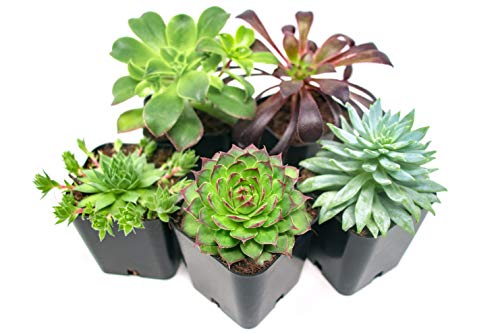 Product Cover Succulent Plants (5 Pack), Fully Rooted in Planter Pots with Soil -  Real Live Potted Succulents / Unique Indoor Cactus Decor by Plants for Pets