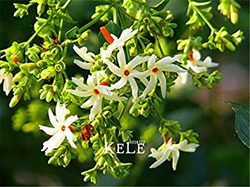 Product Cover 40 Seeds/Lot New Fresh Seeds Night-Flowering Jasmine Seeds, Bonsai Potted Plants Flower Seeds DIY Home Garden