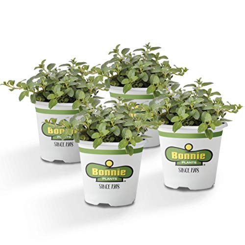 Product Cover Bonnie Plants 4P5081 Peppermint Live Edible Aromatic Herb Plant - 4 Pack, Pet Friendly, Low Light, Part Shade, for Indoors