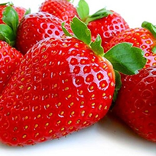Product Cover 30 Albion Everbearing Strawberry Plants- Fruits Firm, Very Sweet, High Yields
