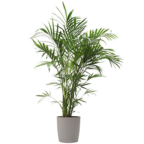 Product Cover Costa Farms Cat Palm, Chamaedorea Palm Tree, Live Indoor Plant, 3 to 4-Feet Tall, Ships with Décor Planter, Fresh From Our Farm, Excellent Gift