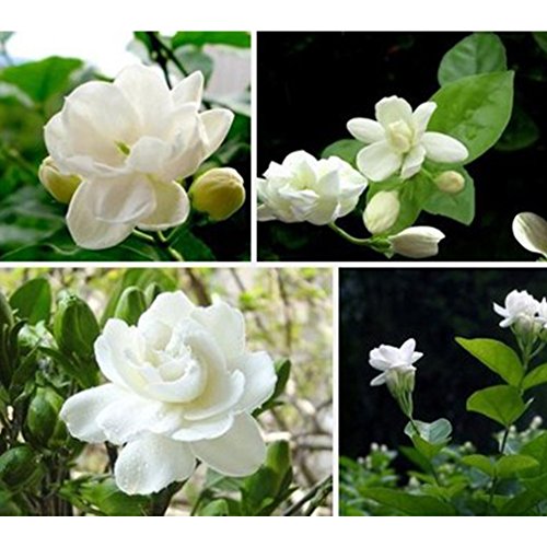 Product Cover 1Bag Jasmine Flower Seeds, Easy Grow Fresh Heath Flower Planting Seeds for Garden Bonsai Planting Decor
