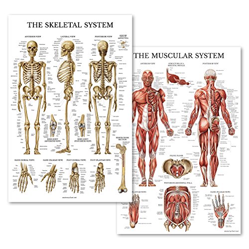 Product Cover Palace Learning Muscular & Skeletal System Anatomical Poster Set - Laminated 2 Chart Set - Human Skeleton & Muscle Anatomy - Double Sided (18 x 27)