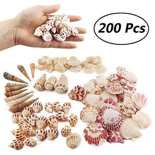 Product Cover Weoxpr 200pcs Sea Shells Mixed Ocean Beach Seashells, Various Sizes Natural Seashells for Fish Tank, Home Decorations, Beach Theme Party, Candle Making, Wedding Decor, DIY Crafts, Fish Tan