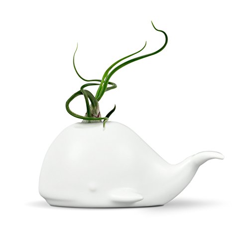 Product Cover Fred 5229116 Fancy Ceramic Mini Air Plant/Succulent Holder, regular, Whale