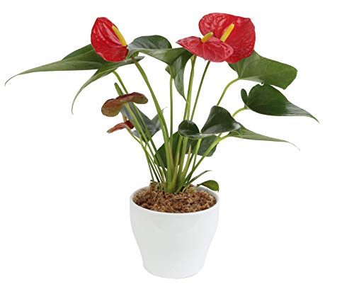 Product Cover Costa Farms Blooming Anthurium, Live Indoor Plant, 12 to 14-Inches Tall, Ships in White Ceramic Planter, Great Gift, Fresh From Our Farm or Home Décor