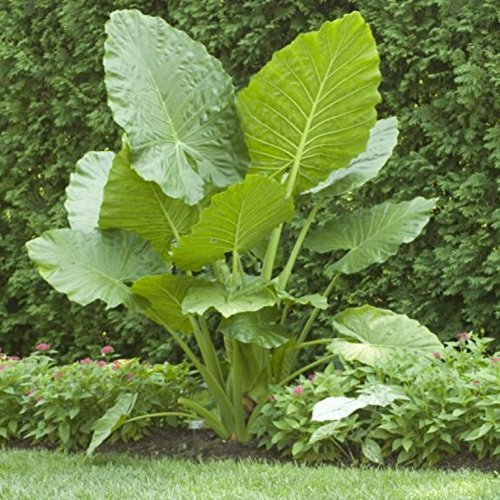Product Cover Elephant Ears (colocasia) 3 Bulb- bold tropical effect to and landscape.