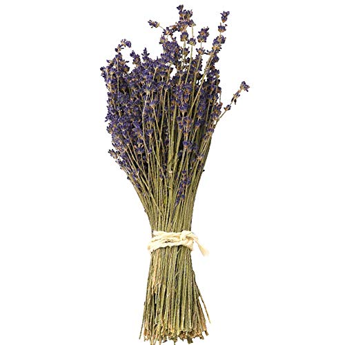 Product Cover WGIA Natural Dried Lavender Bundles - Freshly Harvested Lavender Bunch Royal Velvet Decorative Flowers Bouquet for Wedding DIY Home Party & Valentine's Day Gifts - 1 Bundle Pack