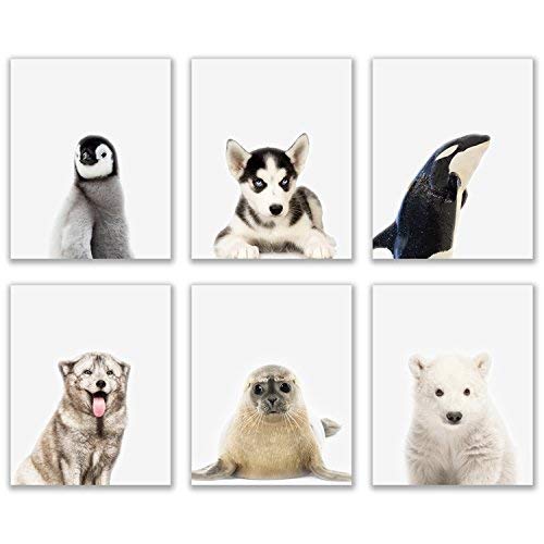 Product Cover Crystal Baby Arctic Animals Poster Prints - Set of 6 (8x10) Adorable Furry Portraits Wall Art Nursery Decor - Siberian Husky - Killer Whale Orca - Arctic Fox - Seal - Penguin - Polar Bear
