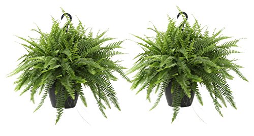 Product Cover Costa Farms Home Décor, Premium Live Boston Fern Hanging Basket, 2-Pack, Direct From Farm