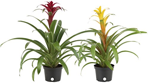 Product Cover Costa Farms Blooming Bromeliad, Live Indoor Plant, Grower's Choice, Assorted Colors - Red, Pink, Orange, Yellow, Ships in 6-Inch Grower Pot, 2-Pack, Fresh From Our Farm