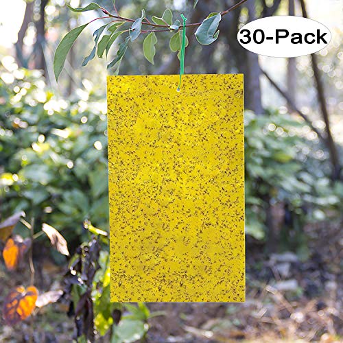 Product Cover Kensizer 30-Pack Dual-Sided Yellow Sticky Traps for Flying Plant Insect Like Fungus Gnats, Whiteflies, Aphids, Leaf Miners, Thrips, Other Flying Plant Insects - 6x8 Inches, Twist Ties Included