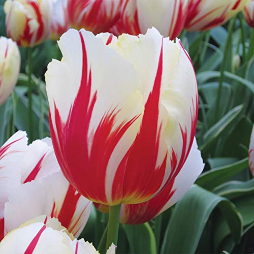 Product Cover Burpee Carnival De Rio Tulip | 10 Large Flowering Fall Bulbs for Planting, Red & White