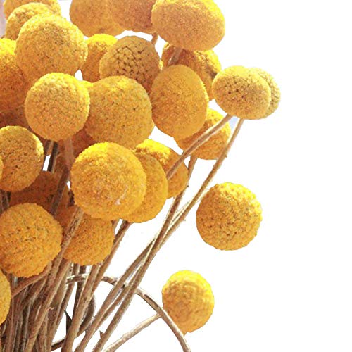 Product Cover KALOR Dried Flowers Branch Farmhouse Stylet Craspedia Yellow Billy Balls for Home Decor DIY 20 Stems