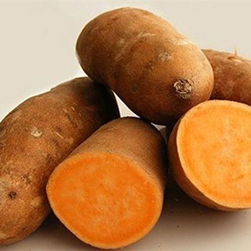 Product Cover buyanputra 10Pcs Sweet Potato Seeds, Vegetable Planting Starter Fresh Fruit Seed Home Plant