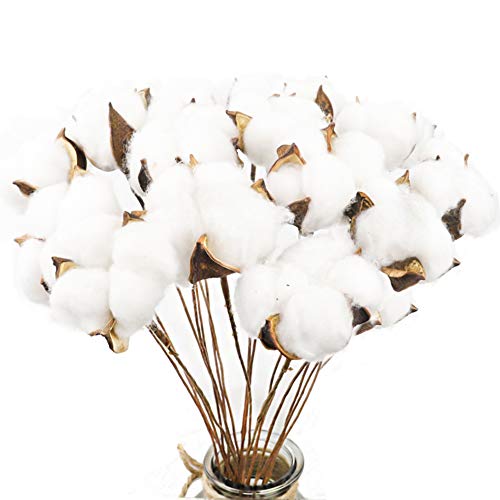 Product Cover CEWOR 20 Pack Really Natural White Cotton Stems Dried Flower Branch for Farmhouse Style Antique Floral Furniture Wedding Decoration (Cotton Stems)